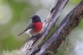 Rose Robin in Queensland Australia