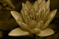 Very pretty sepia flower close up