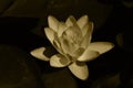 Very pretty sepia flower close up