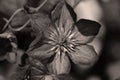 Very pretty sepia flower close up