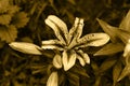 Very pretty sepia flower close up