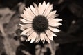 Very pretty sepia flower close up