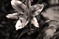 Very pretty sepia flower close up