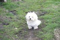 Very pretty small dog on the grass