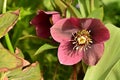 the very pretty spring garden hellebore flower close up view in the sunshine
