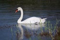 The very pretty swan on the small river close up