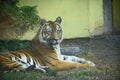 Very pretty tiger in the zoo