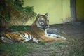 Very pretty tiger in the zoo