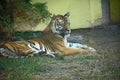 Very pretty tiger in the zoo