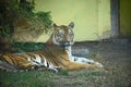 Very pretty tiger in the zoo