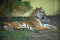 Very pretty tiger in the zoo