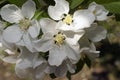 Very pretty tree blossoms in the sunshine