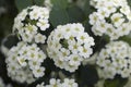 Very pretty tree blossoms in the sunshine Royalty Free Stock Photo