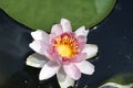 Very pretty water lily in my garden pnd Royalty Free Stock Photo