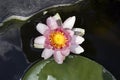 Very pretty water lily in my garden pnd Royalty Free Stock Photo