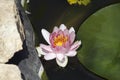 Very pretty water lily in my garden pnd Royalty Free Stock Photo