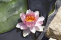 Very pretty water lily in my garden pnd Royalty Free Stock Photo