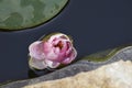 Very pretty water lily in my garden pnd Royalty Free Stock Photo