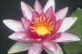 Very pretty water lily in my garden pnd Royalty Free Stock Photo
