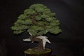 Very pretty white bonsai in the sunshine