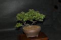 Very pretty white bonsai in the sunshine