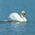 A very pretty white Mute Swan swimming majestically in a small Florida. Royalty Free Stock Photo