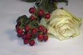 Very pretty white rose with the red berries close up in the sunshine Royalty Free Stock Photo