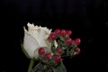 Very pretty white rose with the red berries close up in the sunshine Royalty Free Stock Photo