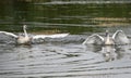 The very pretty white swan on the small river