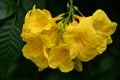 Very Pretty Yellow Elder Flowers