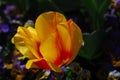 Very Pretty Yellow and Red Tulip Flower Blossom Royalty Free Stock Photo