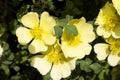 Very pretty yellow tree blossoms in the sunshine Royalty Free Stock Photo