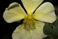 Very pretty yellow tree blossoms in the sunshine Royalty Free Stock Photo