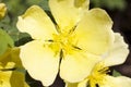 Very pretty yelow tree blossoms in the sunshine Royalty Free Stock Photo