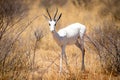 Very rare albino springbok, Etosha National Park