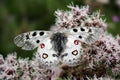 The very rare apollo butterfly