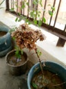 Very rare basil flower plant which fragrance is very nice