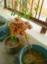 Very rare basil flower plant which fragrance is very nice