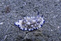 Very rare blue and white nudibranch, Sogod Bay, Padre Burgos, Leyte, Philippines, Asia Royalty Free Stock Photo