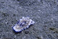 Very rare blue and white nudibranch, Sogod Bay, Padre Burgos, Leyte, Philippines, Asia Royalty Free Stock Photo