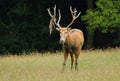 Very rare deer Elaphurus davidianus Royalty Free Stock Photo