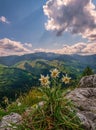 Very rare edelweiss mountain flower. Edelweiss flowers (Leontopodium nivale) Royalty Free Stock Photo