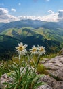 Very rare edelweiss mountain flower. Edelweiss flowers (Leontopodium nivale) growing outdoors. Royalty Free Stock Photo