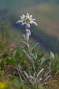 Very rare edelweiss mountain flower. edelweiss Leontopodium nivale