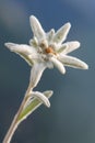 Edelweiss mountain flower. Leontopodium nivale Royalty Free Stock Photo