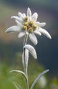 Wildflower edelweiss Leontopodium nivale