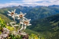 Edelweiss flower Leontopodium alpinum growing in natural environment high up in the mountains