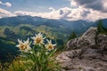 Very rare edelweiss mountain flower. Isolated rare and protected wild flower edelweiss flower Royalty Free Stock Photo