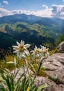 Very rare edelweiss mountain flower. Isolated rare and protected wild flower edelweiss flower (Leontopodium alpinum) Royalty Free Stock Photo