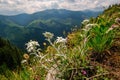 Very rare edelweiss mountain flower. Protected wild flower edelweiss flower Leontopodium alpinum) g